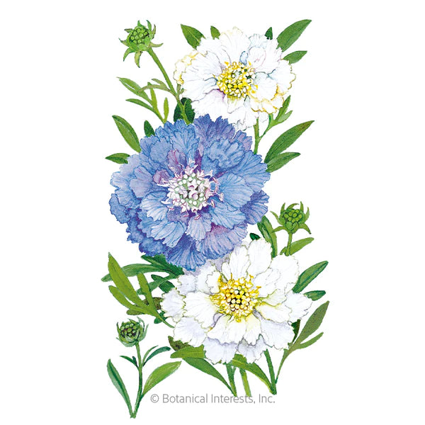 Load image into Gallery viewer, Isaac House Blend Scabiosa Pincushion Flower Seeds
