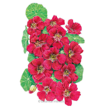 Botanical Interests Cherry Rose Jewel Nasturtium Seeds