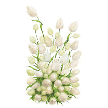 Botanical Interests Bunny Tails Grass Seeds
