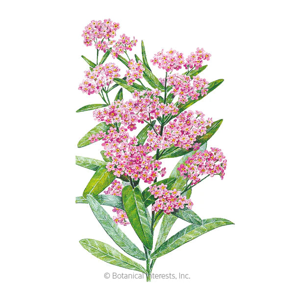 Load image into Gallery viewer, Victoria Pink Forget-Me-Not Seeds
