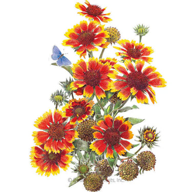 Botanical Interests Goblin Gaillardia Seeds
