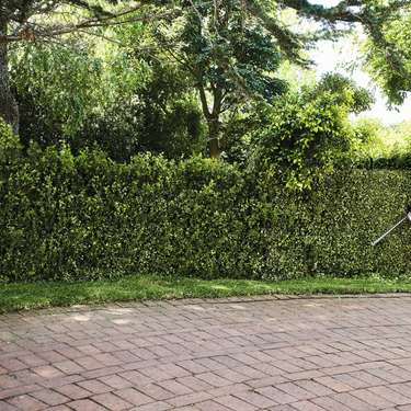 STIHL HSA 50 Battery Hedge Trimmer (Tool Only)