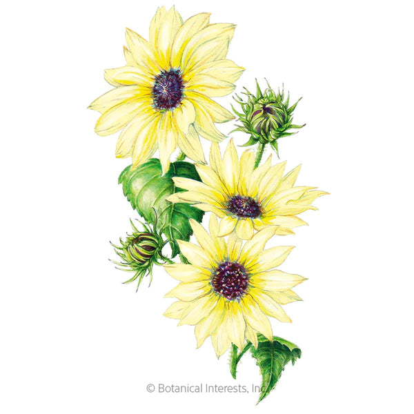 Load image into Gallery viewer, Vanilla Ice Sunflower Seeds

