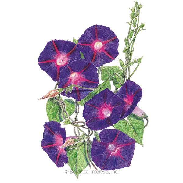 Load image into Gallery viewer, Grandpa Ott&#39;s Morning Glory Seeds
