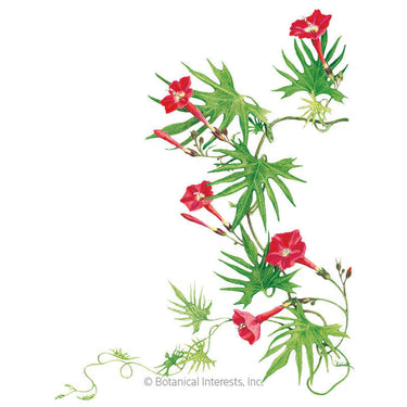 Botanical Interests Cardinal Climber Seeds