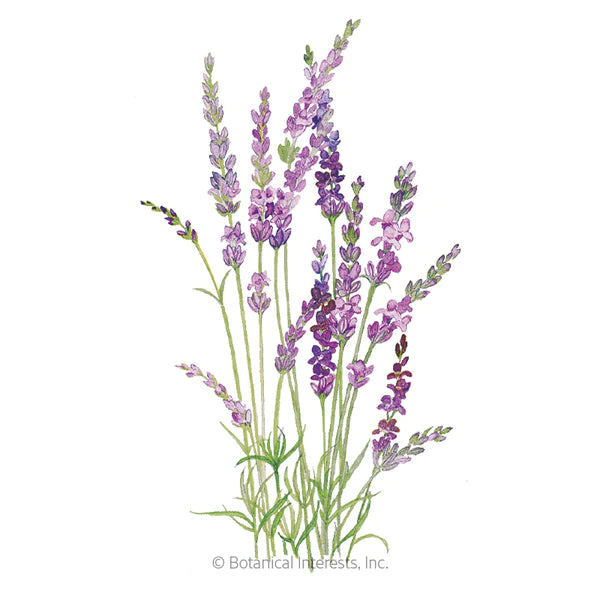 Load image into Gallery viewer, English Tall/Vera Lavender Seeds
