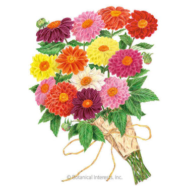 Botanical Interests Decorative Double Blend Dahlia Seeds