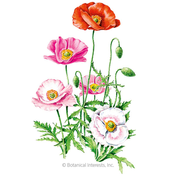 Load image into Gallery viewer, Shirley Single Blend Corn Poppy Seeds
