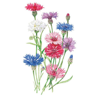 Botanical Interests Tall Blend Bachelor's Button Seeds