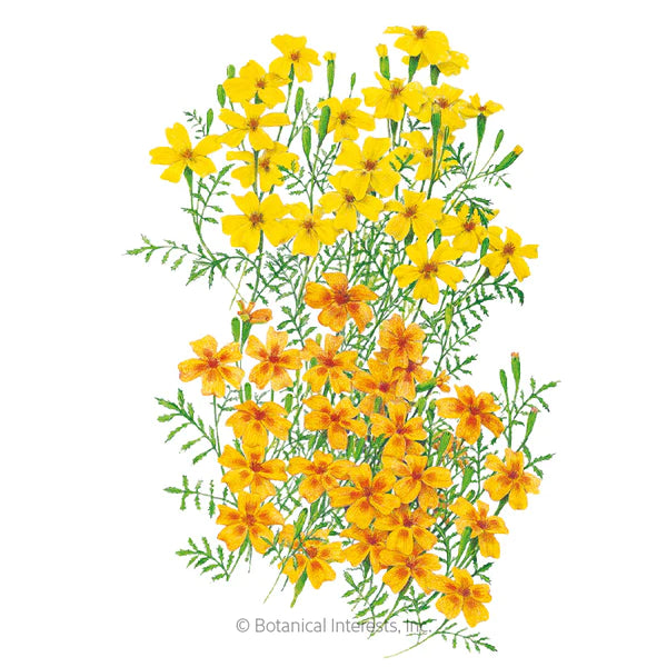 Load image into Gallery viewer, Lemon &amp; Tangerine Gems Signet Marigold Seeds
