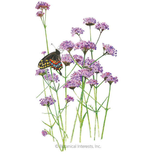 Brazilian Vervain Verbena Seeds