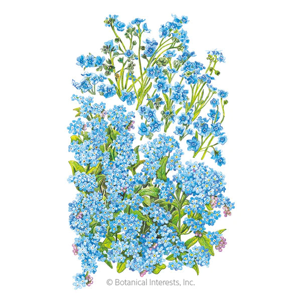 Load image into Gallery viewer, Spring and Summer Forget-Me-Not Seeds
