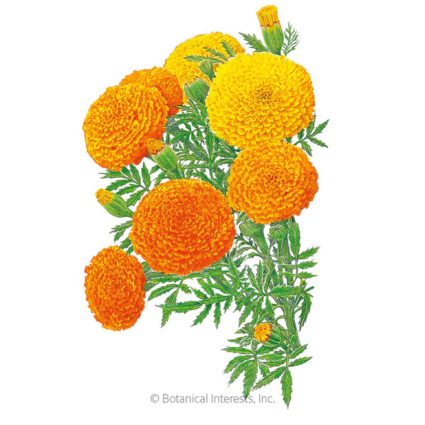 Load image into Gallery viewer, Crackerjack African Marigold Seeds
