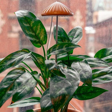 Kikkerland Mushroom Grow Light