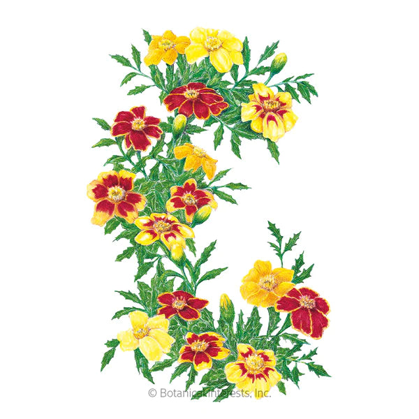 Load image into Gallery viewer, Favourite Blend French Marigold Seeds
