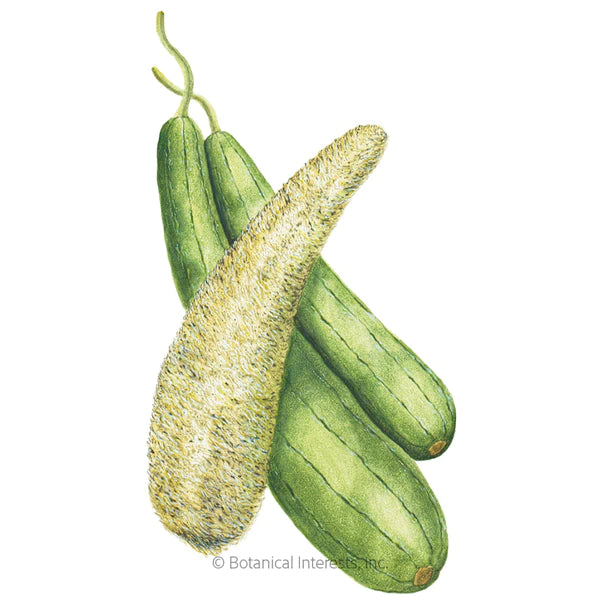 Load image into Gallery viewer, Luffa Gourd Seeds
