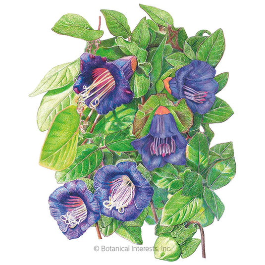 Blue Cathedral Bells Cup and Saucer Vine Seeds