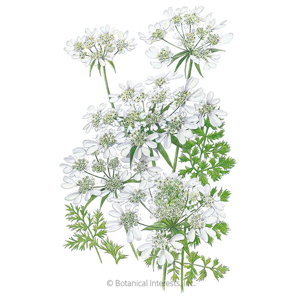 Load image into Gallery viewer, White Lace Orlaya Seeds
