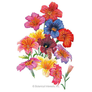 Botanical Interests Superbissima Blend Salpiglossis Seeds