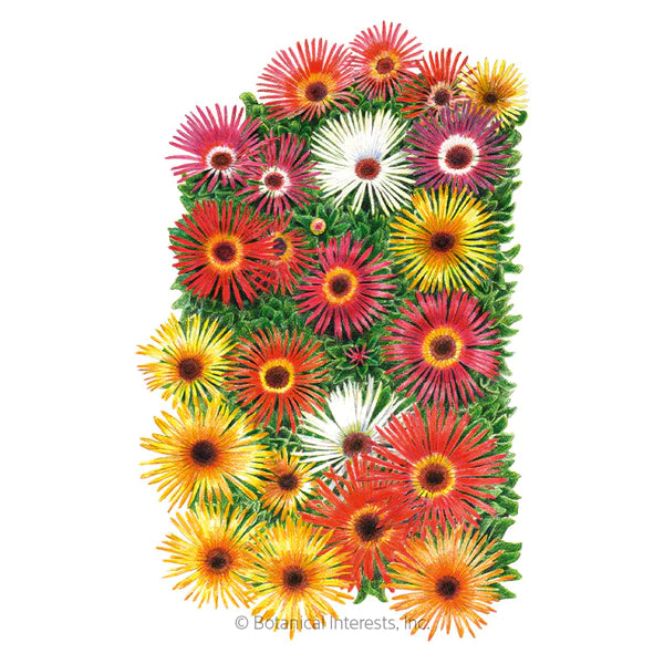 Load image into Gallery viewer, Sparkle Blend Iceplant (Livingstone Daisy) Seeds
