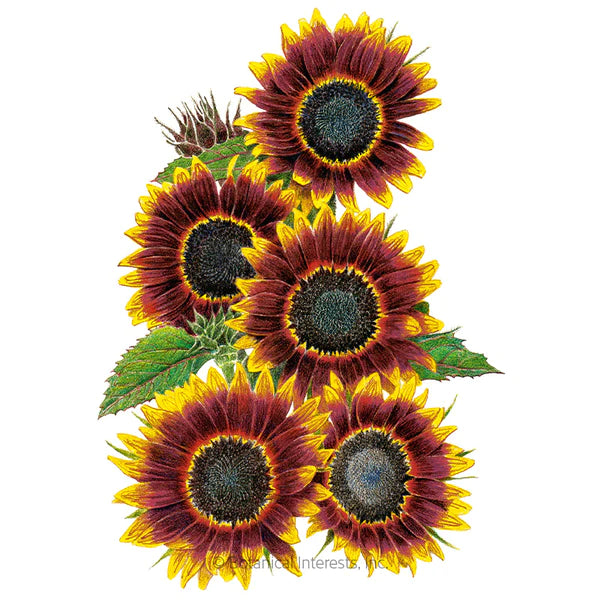 Load image into Gallery viewer, Shock-O-Lat Sunflower Seeds
