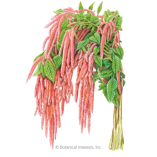 Load image into Gallery viewer, Coral Fountain Love-Lies-Bleeding Amaranth Seeds

