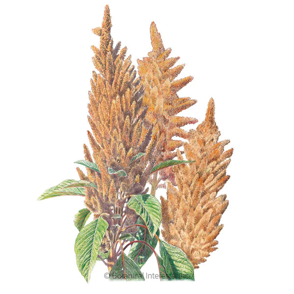Load image into Gallery viewer, Hot Biscuits Amaranth Seeds
