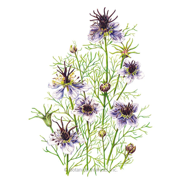 Load image into Gallery viewer, Love-In-A-Mist Delft Blue Seeds
