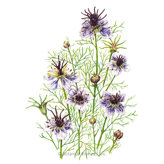 Love-In-A-Mist Delft Blue Seeds