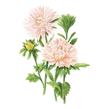 Botanical Interests King Size Apricot Aster Seeds