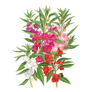 Botanical Interests Tom Thumb Blend Balsam Seeds