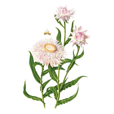 Botanical Interests King Size Silvery Rose Strawflower Seeds