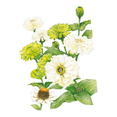 Botanical Interests Key Lime Pie Blend Zinnia Seeds