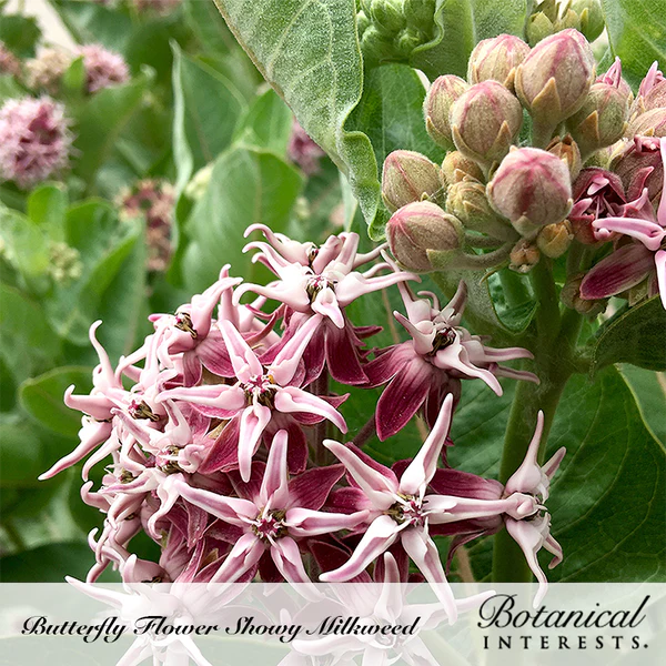 Load image into Gallery viewer, Showy Milkweed/Butterfly Flower Seeds
