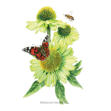 Botanical Interests Alan's Pride Echinacea Seeds
