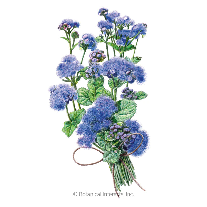 Load image into Gallery viewer, Blue Planet Ageratum Seeds
