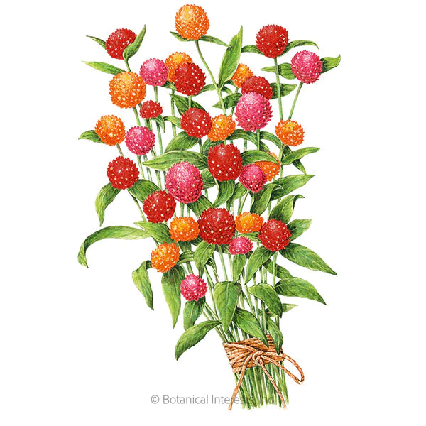 Load image into Gallery viewer, QIS Fiery Sunrise Blend Gomphrena Seeds
