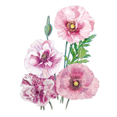 Botanical Interests Pandora Poppy Seeds