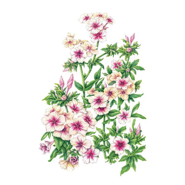 Botanical Interests Cherry Caramel Phlox Seeds