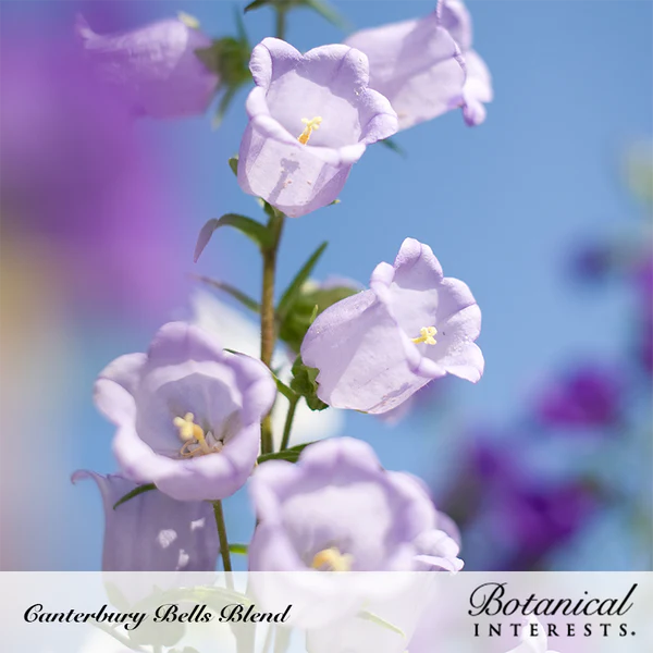 Load image into Gallery viewer, Storybook Blend Canterbury Bells Seeds
