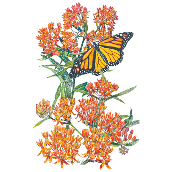 Load image into Gallery viewer, Milkweed/Butterfly Flower Seeds

