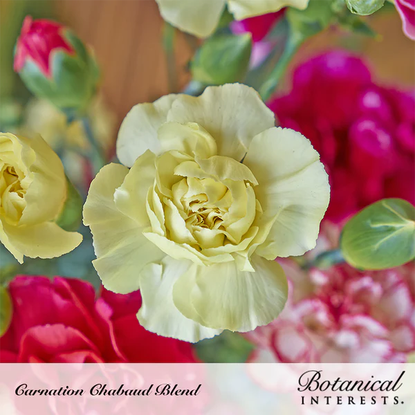 Load image into Gallery viewer, Chabaud Blend Carnation Seeds
