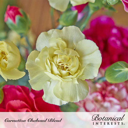 Chabaud Blend Carnation Seeds