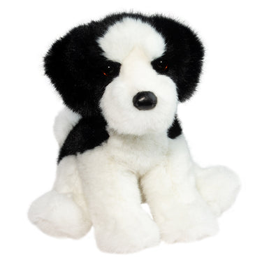 Douglas Teefer Shih Tzu