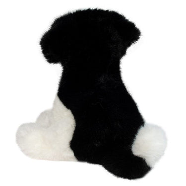 Douglas Teefer Shih Tzu