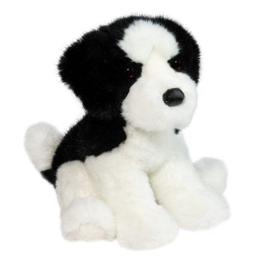 Douglas Teefer Shih Tzu