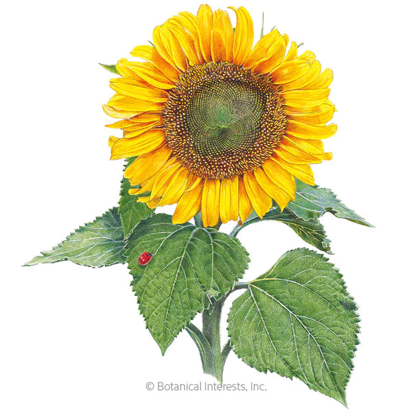 Load image into Gallery viewer, Sunspot Dwarf Sunflower Seeds
