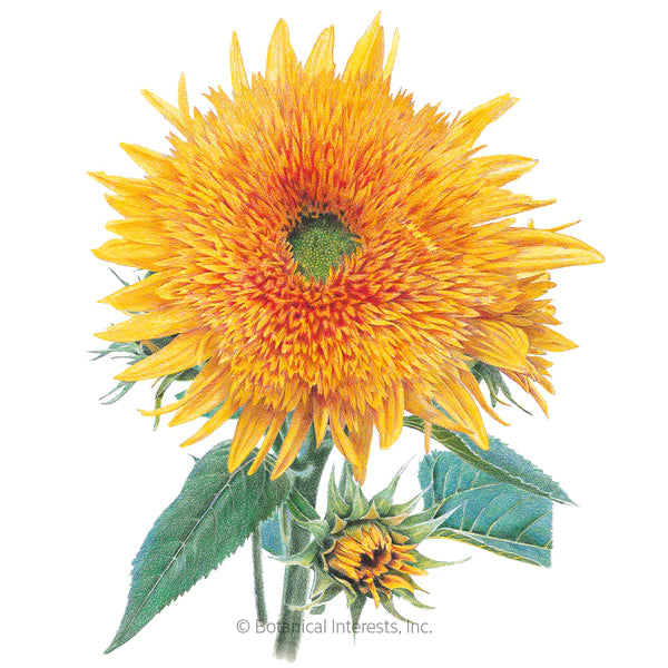 Load image into Gallery viewer, Goldy Honey Bear Sunflower Seeds

