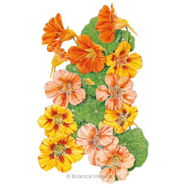 Load image into Gallery viewer, Fiesta Blend Nasturtium Seeds
