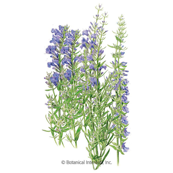 Load image into Gallery viewer, True Hyssop Seeds
